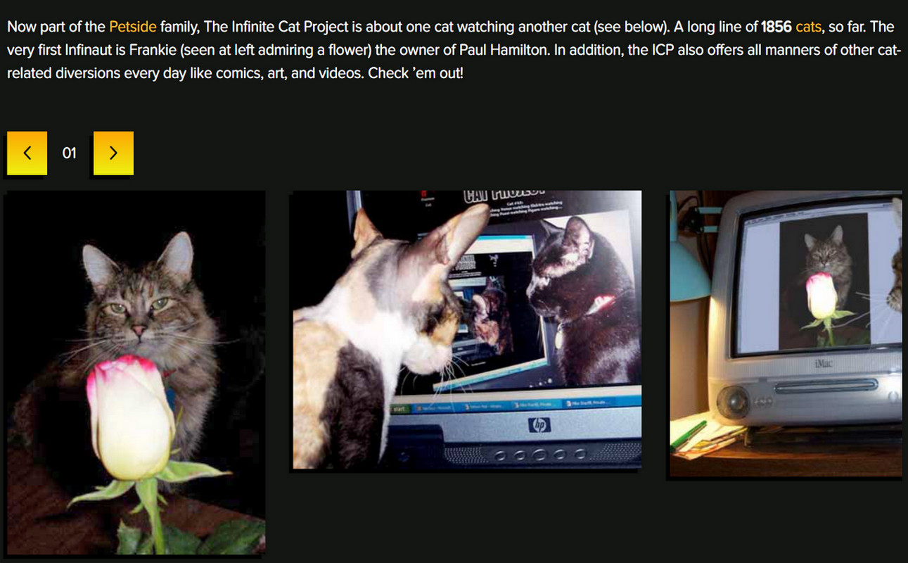 一只猫盯着电脑屏幕里的猫，自己又接着会被另外一只猫盯着_无限猫